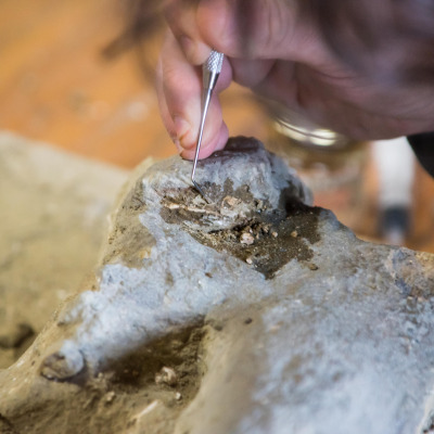 Dettaglio della pulitura con specillo delle ossa fossili.